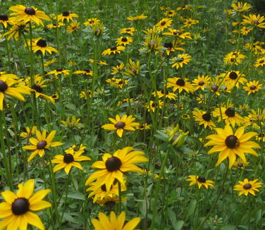 Rudbeckia fulgida var. fulgida - Brown-eyed Susan