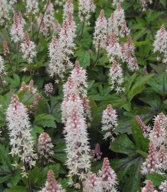 Tiarella x 'Pink Skyrocket'