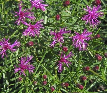Vernonia lettermannii Iron Butterfly