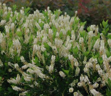 Clethra alnifolia 'Sixteen Candles' - Summersweet 