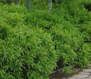 Comptonia peregrina - Sweetfern from Pleasant Run Nursery