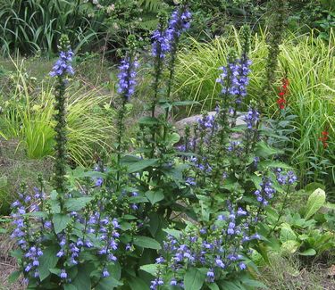 Lobelia siphilitica - Big Blue Lobelia (at Chanticleer)