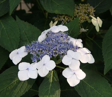 Hydrangea macrophylla 'Tokyo Delight'