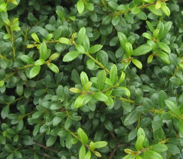 Ilex crenata 'Beehive' - Japanese Holly 