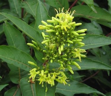 Diervilla sessifolia Butterfly