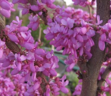 Cercis yunnanensis Celestial Plum