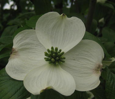 Cornus florida 'Appalachian Joy' 