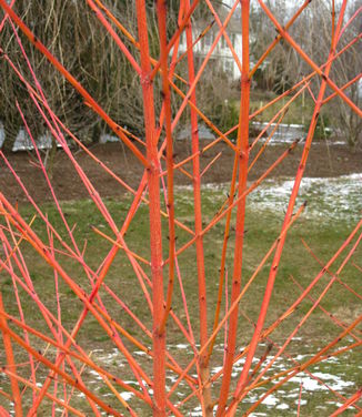 Cornus sanguinea 'Midwinter Fire' 