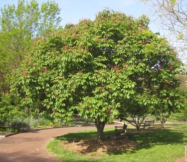 Aesculus pavia - National Arb