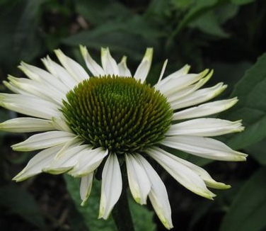 Echinacea purpurea Fragrant Angel