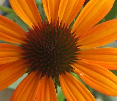 Echinacea x Tiki Torch