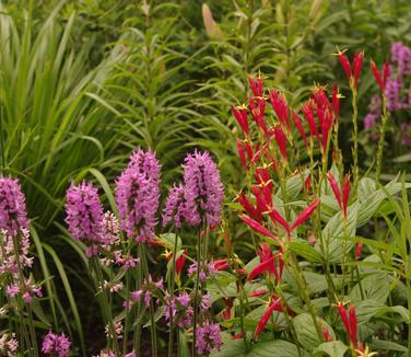 Stachys monieri 'Hummelo' - Alpine Betony 