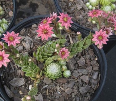 Sempervivum arachnoideum Cobweb