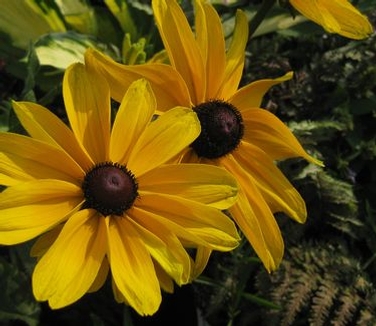 Rudbeckia hirta Indian Summer Coneflower from Pleasant Run Nursery