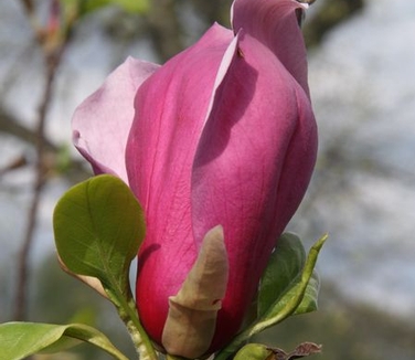 Magnolia x Purple Prince