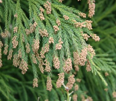 Cryptomeria japonica 'Yoshino' - Japanese Cedar