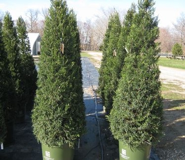 Juniperus chinensis Hetzii Columnaris