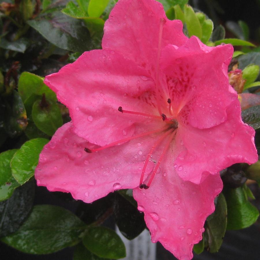 Rhododendron 'Conversation Piece'