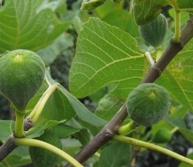 Ficus carica Brown Turkey