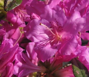 Rhododendron Karen
