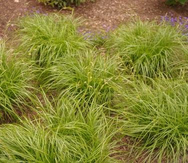 Carex cherokeensis (@ Untermyer Gardens)