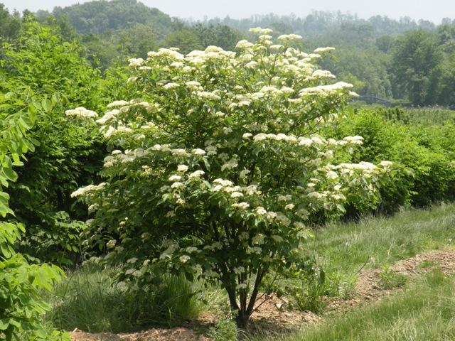 Cornus alternifolia 