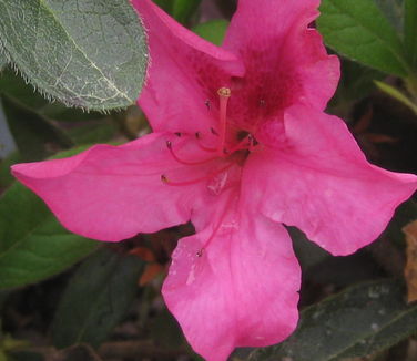 Rhododendron Encore Autumn Sangria