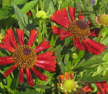 Helenium autumnale Siesta - Sneezeweed