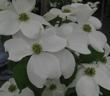 Cornus florida Kay's Appalachian Mist - Flowering Dogwood 