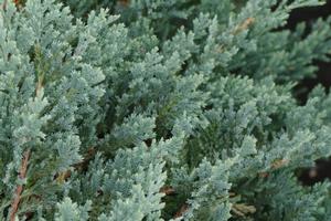 Juniperus horizontalis Blue Chip - Creeping Juniper 