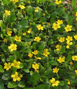 Chrysogonum virginianum Superstar 