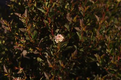 Physocarpus opulifolius Little Devil&trade;