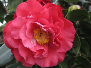 Camellia japonica Blood of China