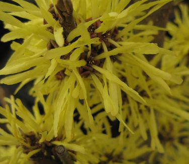 Hamamelis x intermedia 'Angelly' 