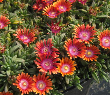 Delosperma Fire Spinner - Ice Plant 