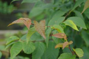 Carpinus caroliniana Firespire - American Hornbeam 