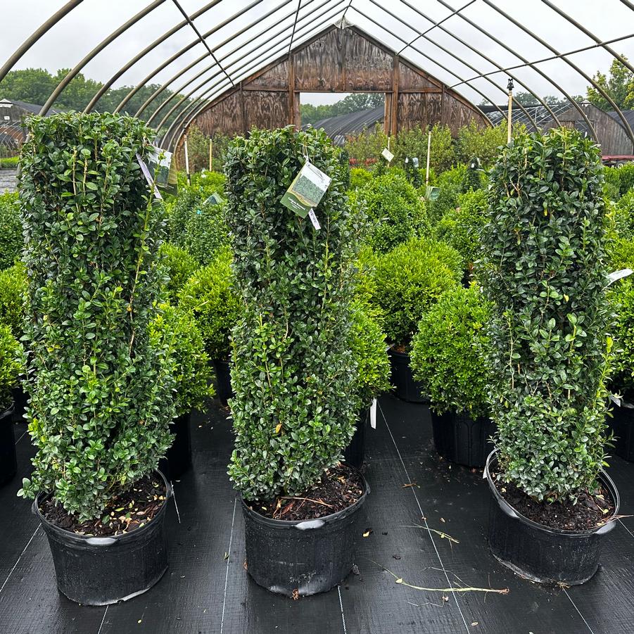 Buxus sempervirens 'Fastigiata' - Common Boxwood from Pleasant Run Nursery
