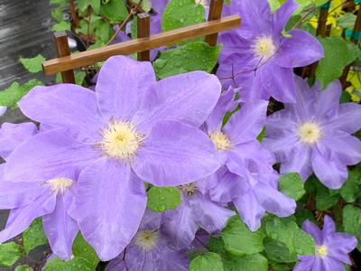 Clematis Diana’s Delight™ Clematis from Pleasant Run Nursery