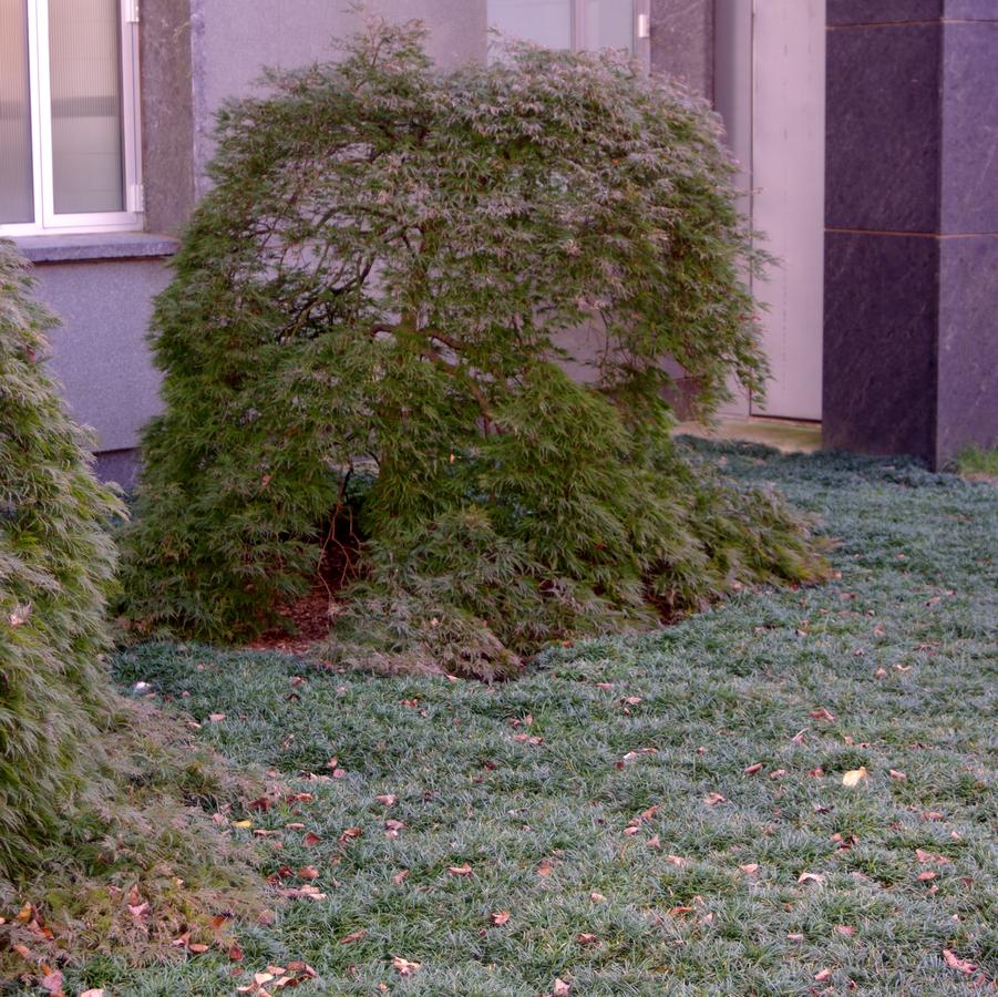 Ophiopogon japonicus Nana - Dwarf Mondo Grass (@ Scott Arb)