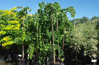 Cercis canadensis Vanilla Twist 