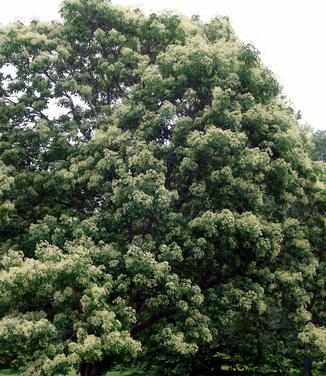 Tetradium (Evodia) daniellii (@ the Scott Arb)