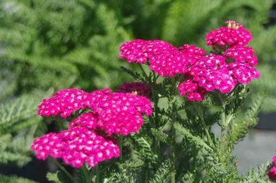 Achillea millifolium Saucy Seduction