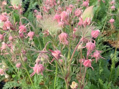 Geum triflorum