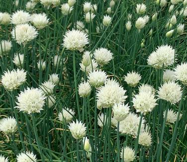 Allium schoenoprasum 'Snowcap' - Chives from Pleasant Run Nursery