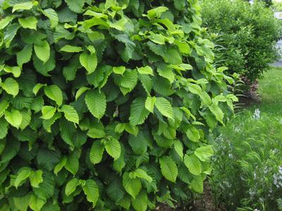 Carpinus betulus Columnaris Nana