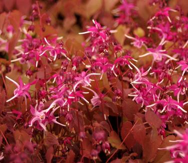 Epimedium grandiflorum Purple Pixie 