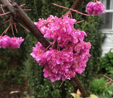 Pink Pom Poms Redbud - J. Frank Schmidt & Son Co.