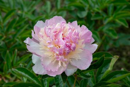 Paeonia 'Raspberry Sundae' - Photo Courtesy of DeVroomen