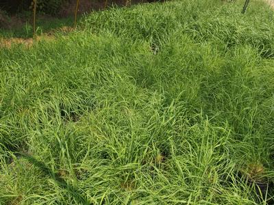 Calamagrostis canadensis