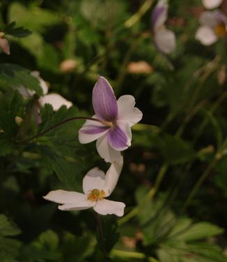 Anemone x Wild Swan